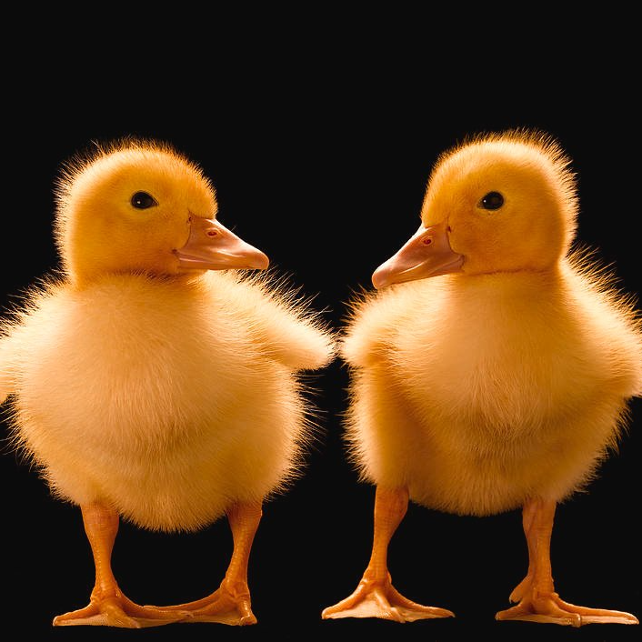 duck